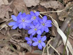 absolutely beautiful Hepatica Blossom