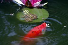 Pond Frog Frogs