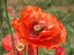 extraordinarily beautiful Poppy Flower Red
