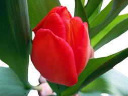 Red Tulip with bulb