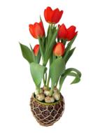 goodly tulip red spring flower