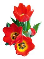 Tulip Red Spring 3d drawing