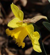 Daffodil, Narcissus, Yellow flower close up