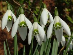 snowdrops in spring, close-up