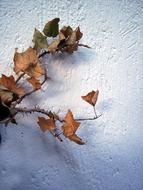 Autumn Leaves of Tree