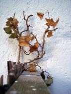 Autumn Leaf Tree and white wall