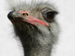 Ostrich South Africa Ostriches