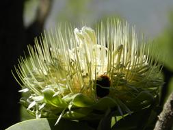 Protea South Africa