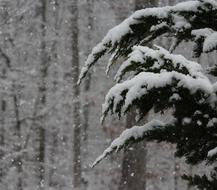 Beautiful trees in snow, in the forest in snowfall, in the winter