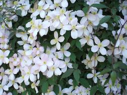 absolutely beautiful Blossom White