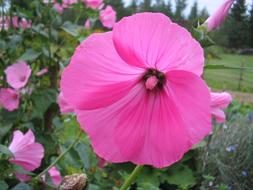 Beautiful blossoming pink flowers with green leaves in summer