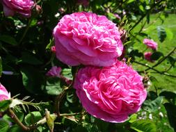 Pink Roses at Summer time