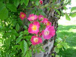 Close-up of the beautiful, blooming, pink, yellow and white flowers among the green plants