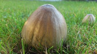 Mushroom Within