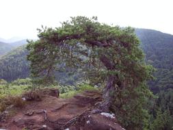 Pine Tree Palatinate Sand