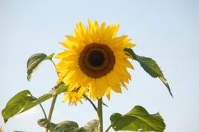 Sunflower Helianthus close-up against the sky