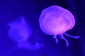 Jellyfish Sea Uv Marine