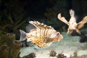 red lionfish, Pterois volitans, venomous fish underwater