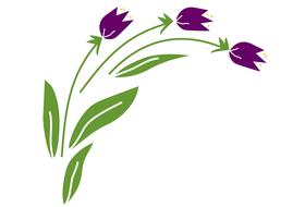 tulip flower spring drawing