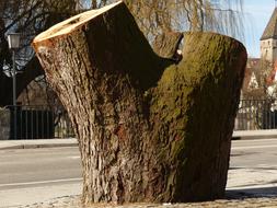 Tree Stump Sawed Off