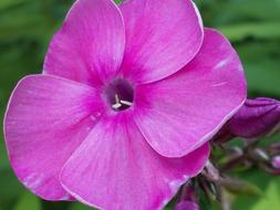 unusually beautiful Pink Blossom