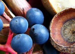 Macro photo of Blue Berries