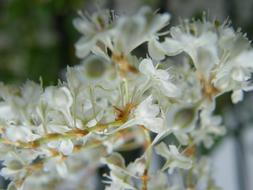 Filipendula ulmaria, meadowsweet or mead wort, white Autumn Flowers close up