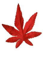 autumn, red maple leaf on white background