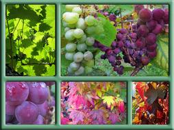 autumn harvest as colorful collage