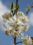 closeup photo of Plum tree Blossoms at Sky