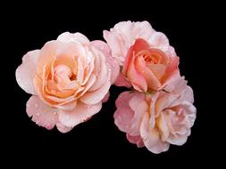 three pink decorative roses on a black background