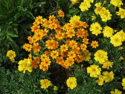 Yellow And Orange Growing Flowers