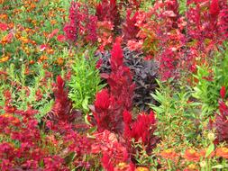 Blutenmeer colorful Flowers Bed