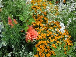 Beautiful and colorful plants with flowers, on the German Federal Horticultural Show