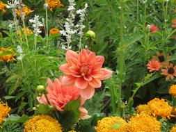 dahlias in a summer flower bed close-up
