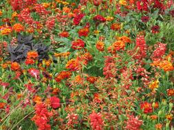 Close-up of the colorful and beautiful, blooming flowers with green leaves at the German Federal Horticultural Show