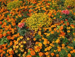 Sea of flowers