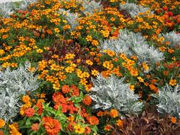 Blutenmeer Bed Flowers