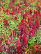 colorful Flowers at garden