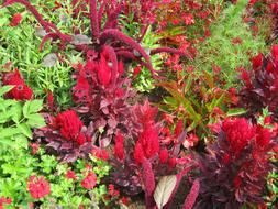Beautiful and colorful plants and flowers, on the German Federal Horticultural Show in Germany