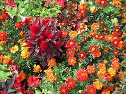 Blutenmeer Bed Flowers decoration