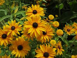 yellow Flowers of Echinacea Blutenmeer
