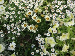 Beautiful and colorful flowers and plants with green leaves, on the show in Germany