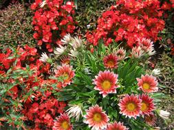 Flowerbed with red flowers Blutenmeer