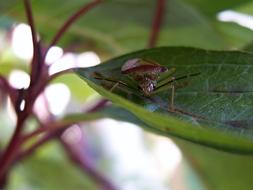 beetle on a leaf of a bush close-up in a blurred background