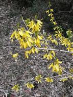 yellow Forsythia Spring Flowers