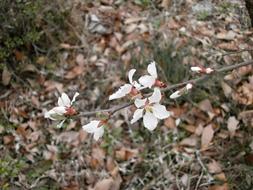 Tomentosa Cherry Blossoms