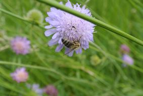 bee on a purple flower in a meadow on a blurred background