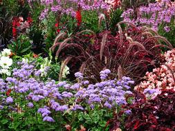 Phlox Lobelia Discounts flowers