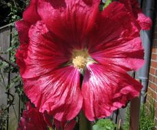 Red Flower of mallow close up